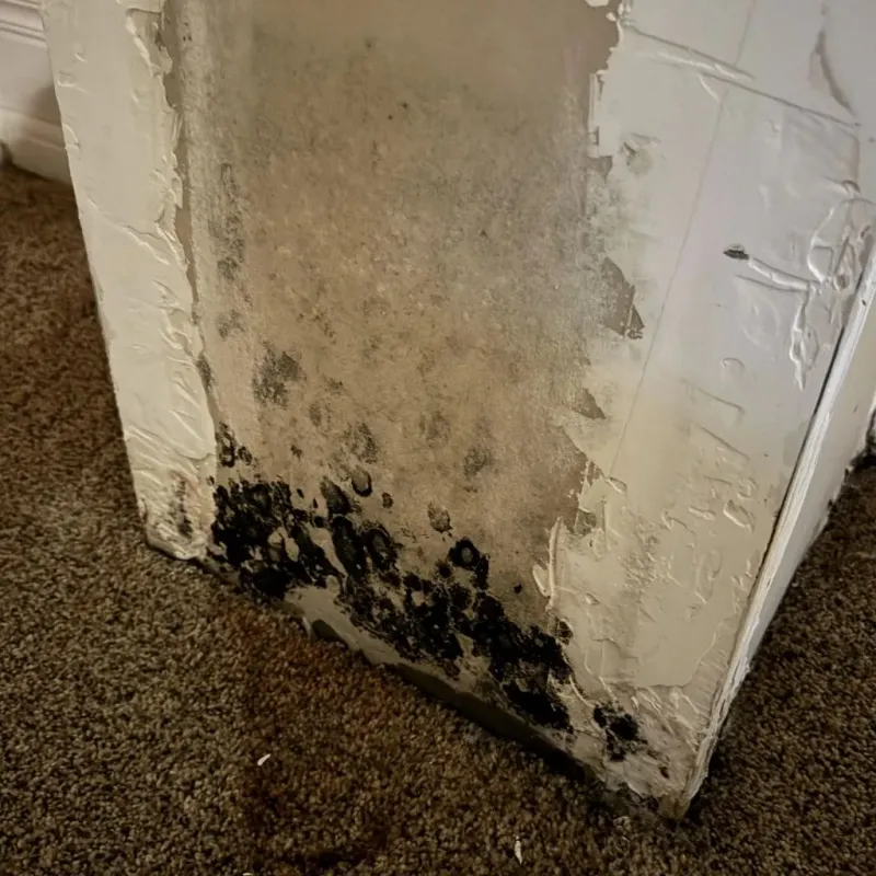 Professional Mold Removal in Claremore, OK